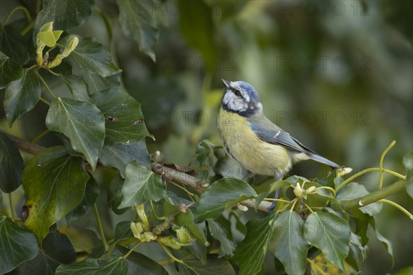 Blue tit