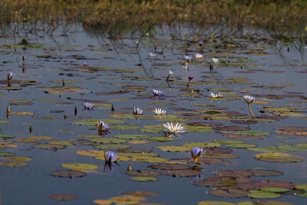 Water lilies