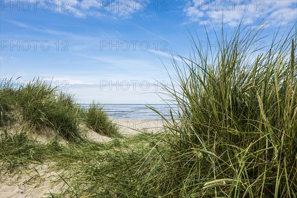 European marram grass