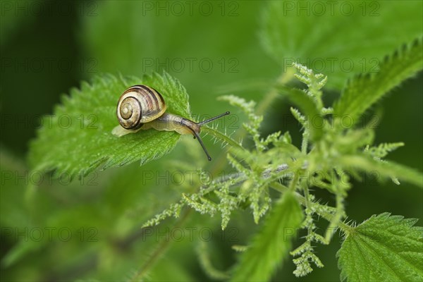 Grove snail