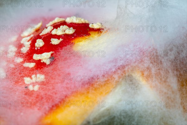 Red fly agaric