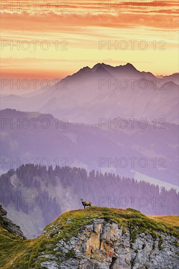 Chamois