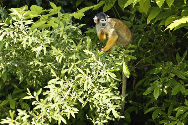 Black-capped squirrel monkey