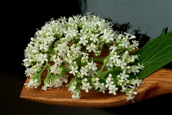 Valerian