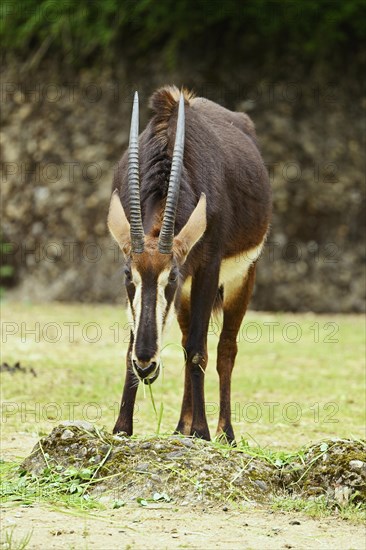 Sable antilope