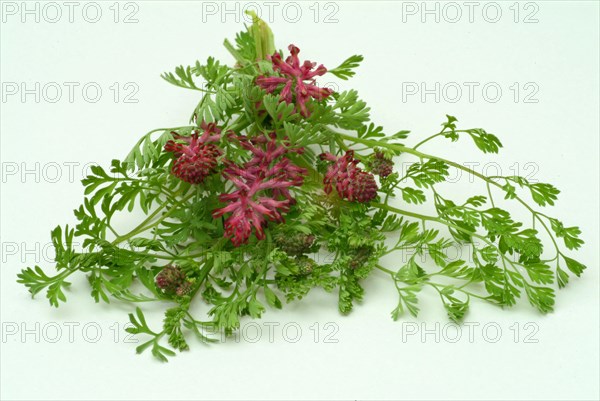Medicinal plant Common fumitory