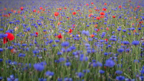 Colorful meadow with poppies and cornflowers