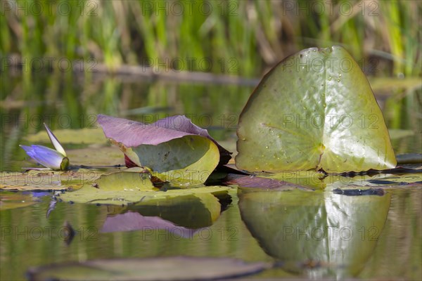 Water lilies