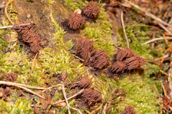 Tufted slime mould several fruiting bodies with many light brown stalks on green moss
