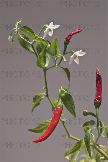 Birds eye chili