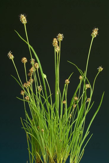 Plant species from the plantain genus
