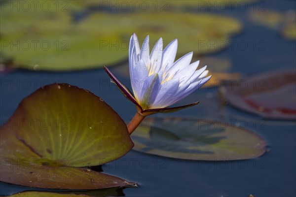 Water lily