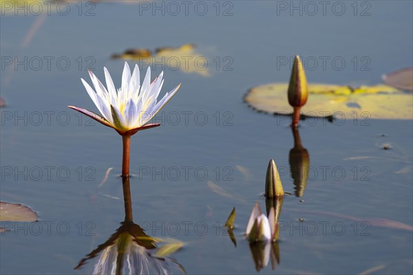 Water lilies