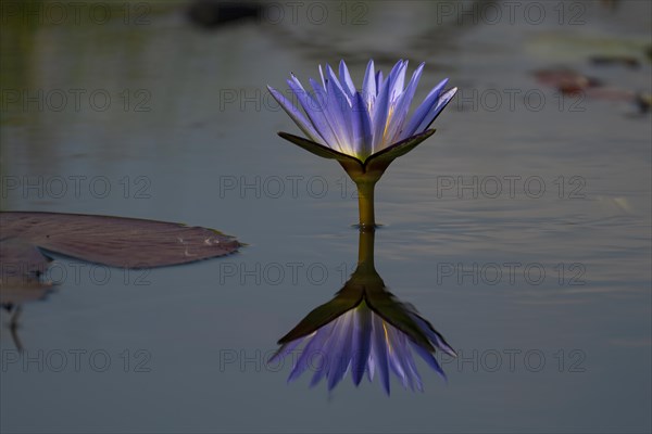 Water lily