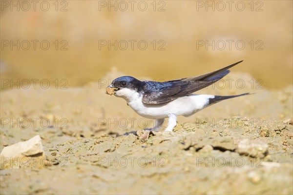Common house martin