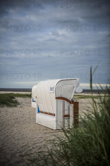European marram grass
