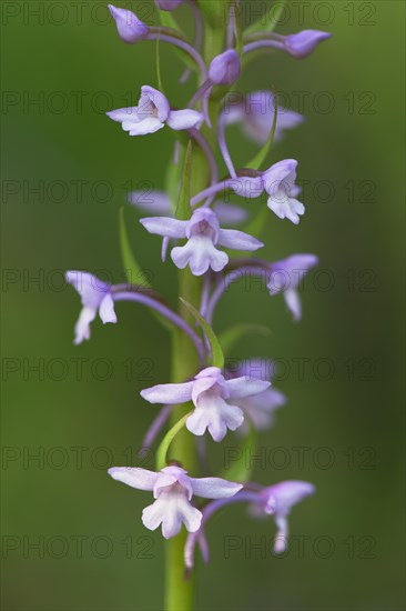 Fragrant orchid