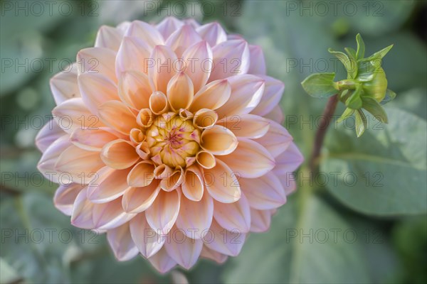 Dahlia blossom as decoration in a municipal park. Selestat