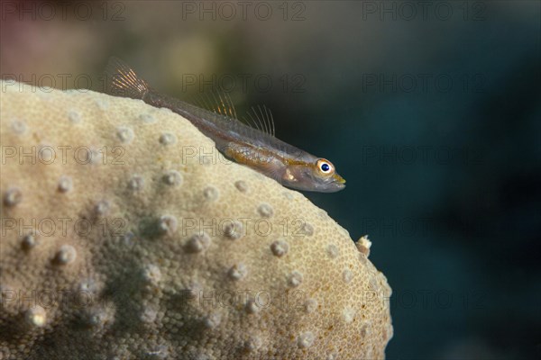 Goby on stone coral