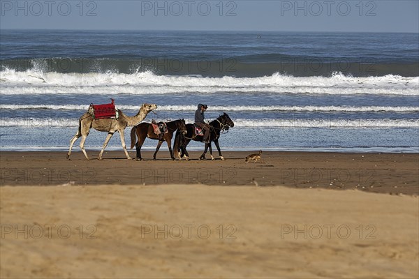 Two local riders with three horses and a dromedary for tourists on the beach