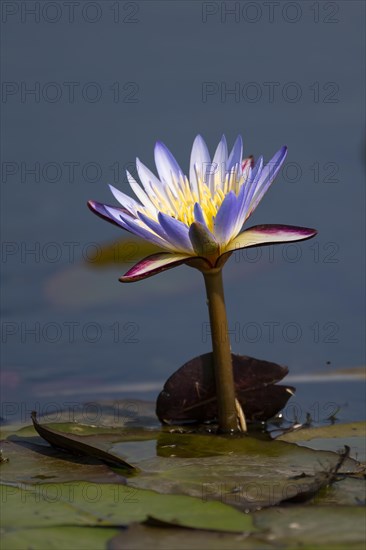 Water lily