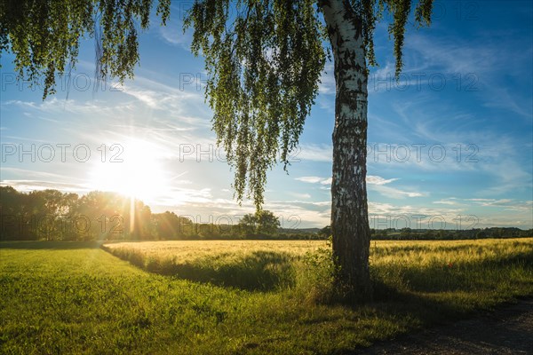 Little growth field and birch at sunset in golden hour