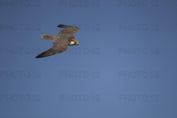 Lanner falcon