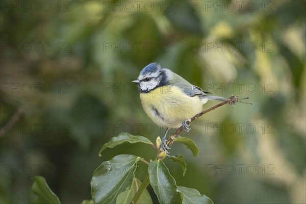 Blue tit