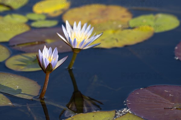 Water lilies
