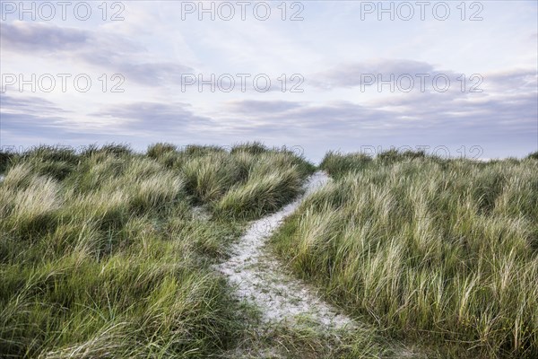 European marram grass