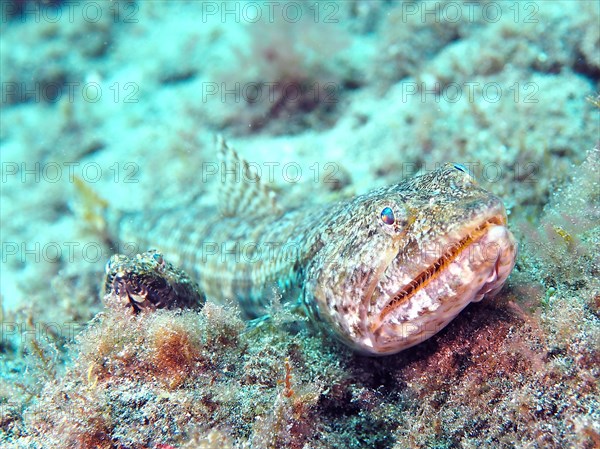 Atlantic lizardfish