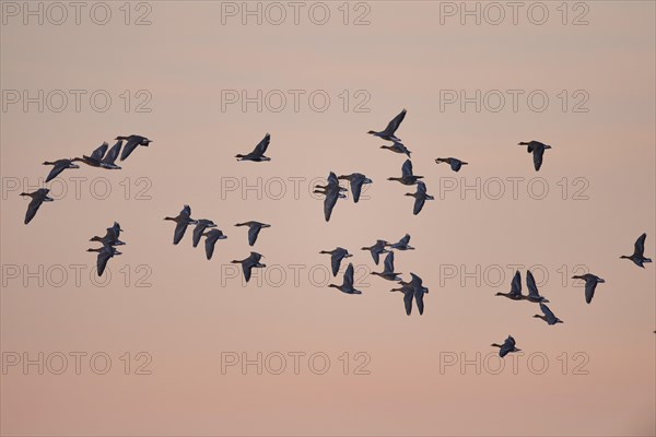 Greater white-fronted goose