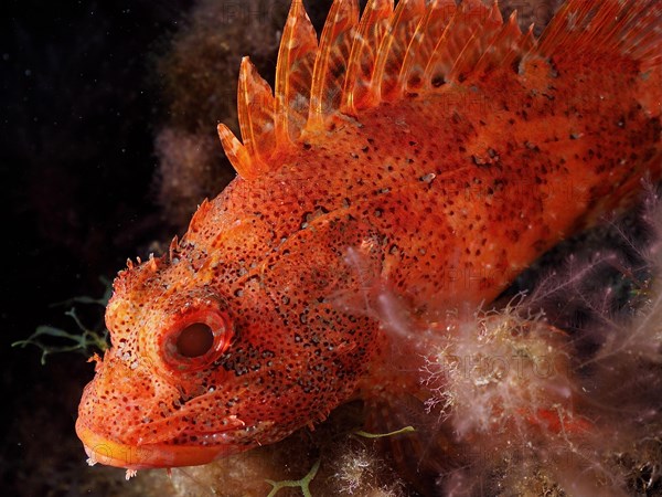 Close-up of madeira rockfish