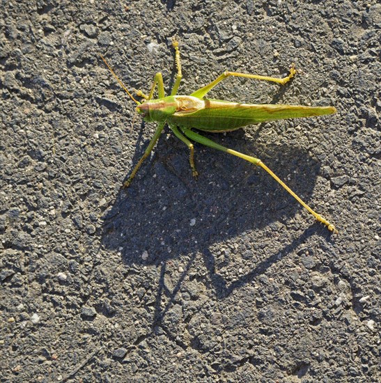 Great green bush cricket