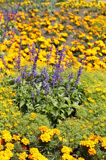 Common lavender