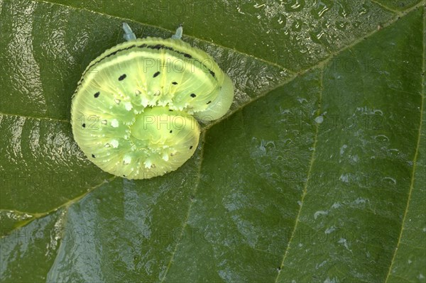 Sawflies