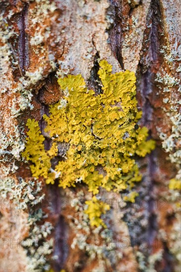 Common orange lichen