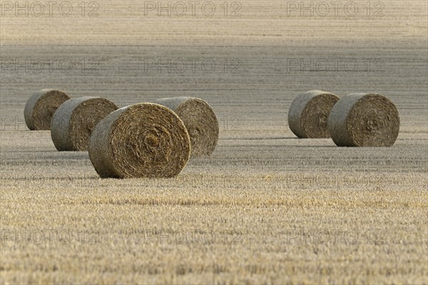Grain field
