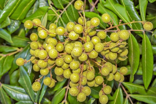 Longan