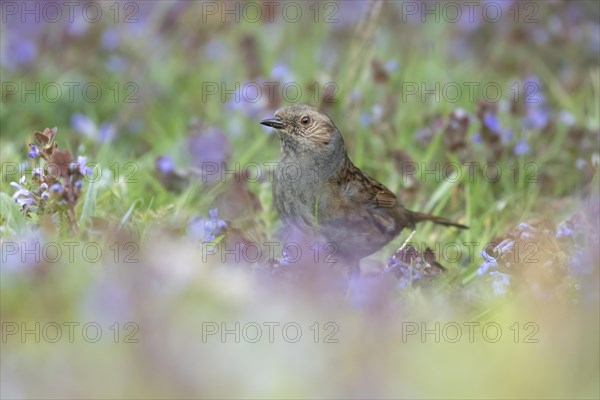 Dunnock or Hedge sparrow