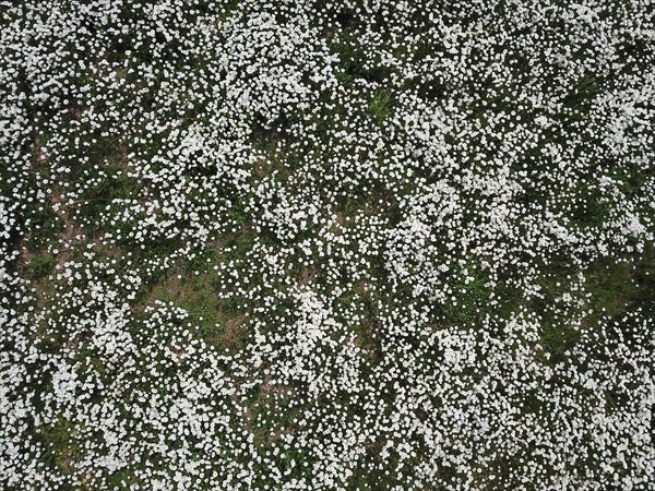 Drone image of a meadow full of ox-eye daisy