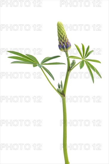 Lupin