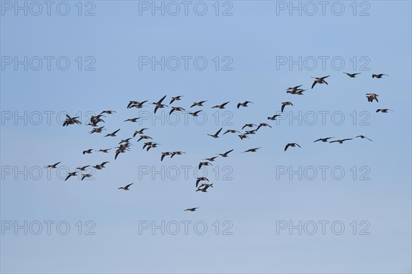Greater white-fronted goose