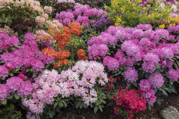 Rhododendron and azalea blossom