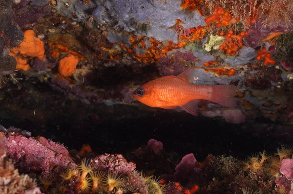 Cardinalfish