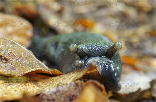 Roundback slug