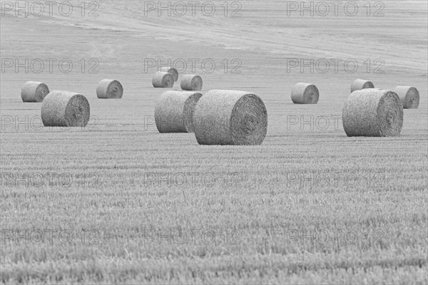 Grain field