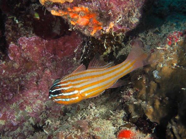 Golden-striped cardinalfish