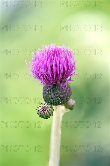 Brook thistle