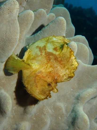 Leaf scorpionfish